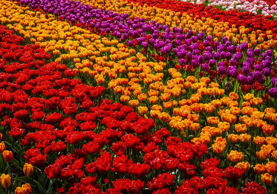 Holland is famous for the Tulips.