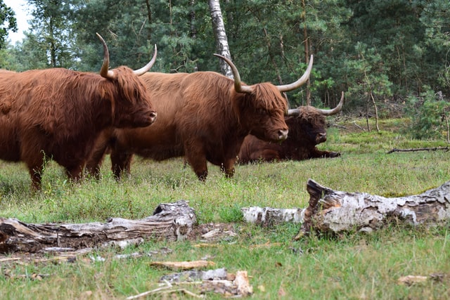 Highland cows in the Netherlands.