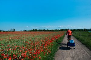 bike tour through the flower fields